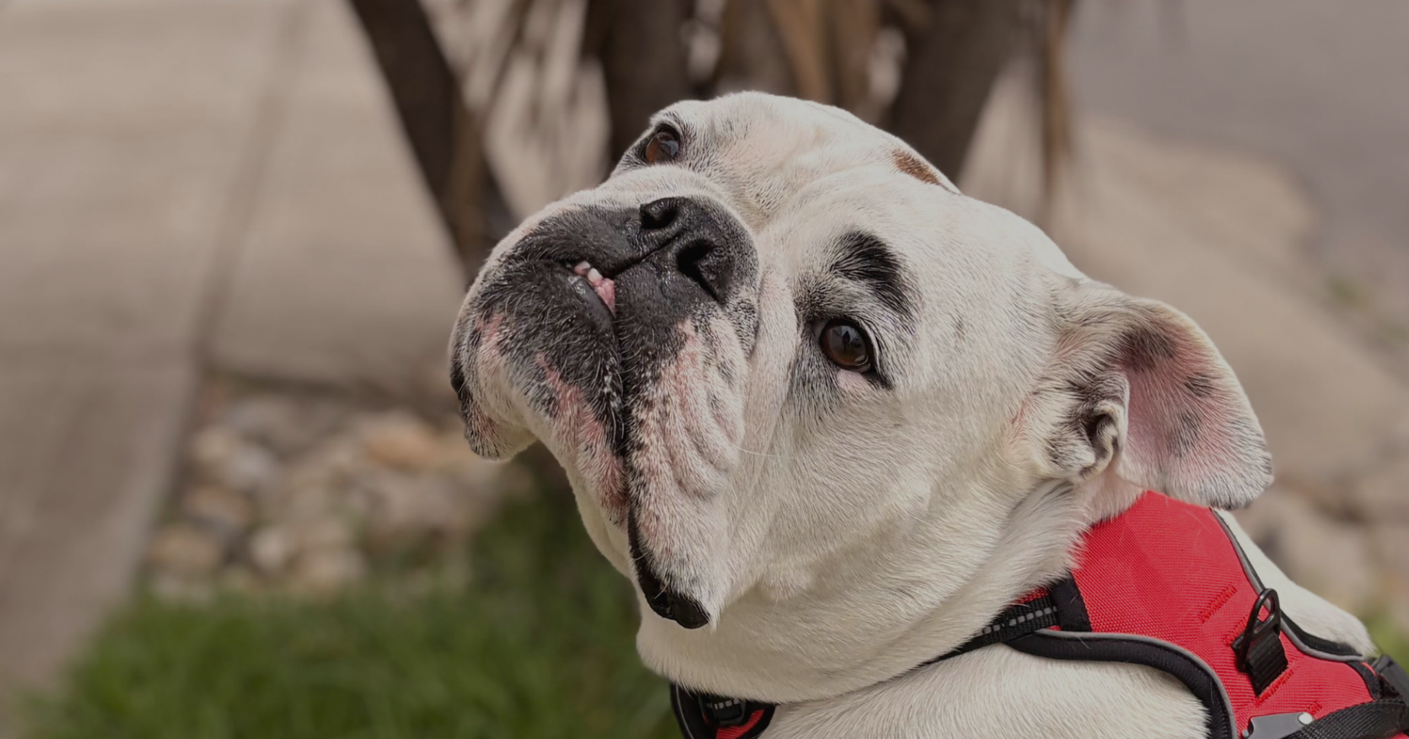 5 Things That Make Bulldogs Different