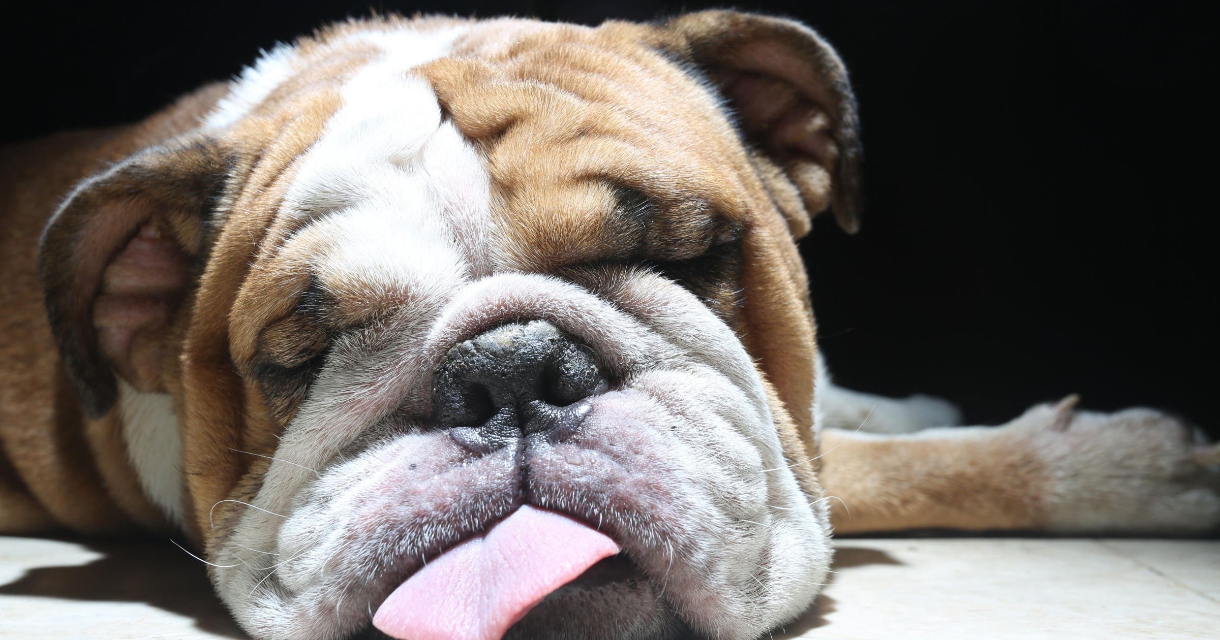 Why We Love British Bulldogs: Facts, History & Bulldog Heart