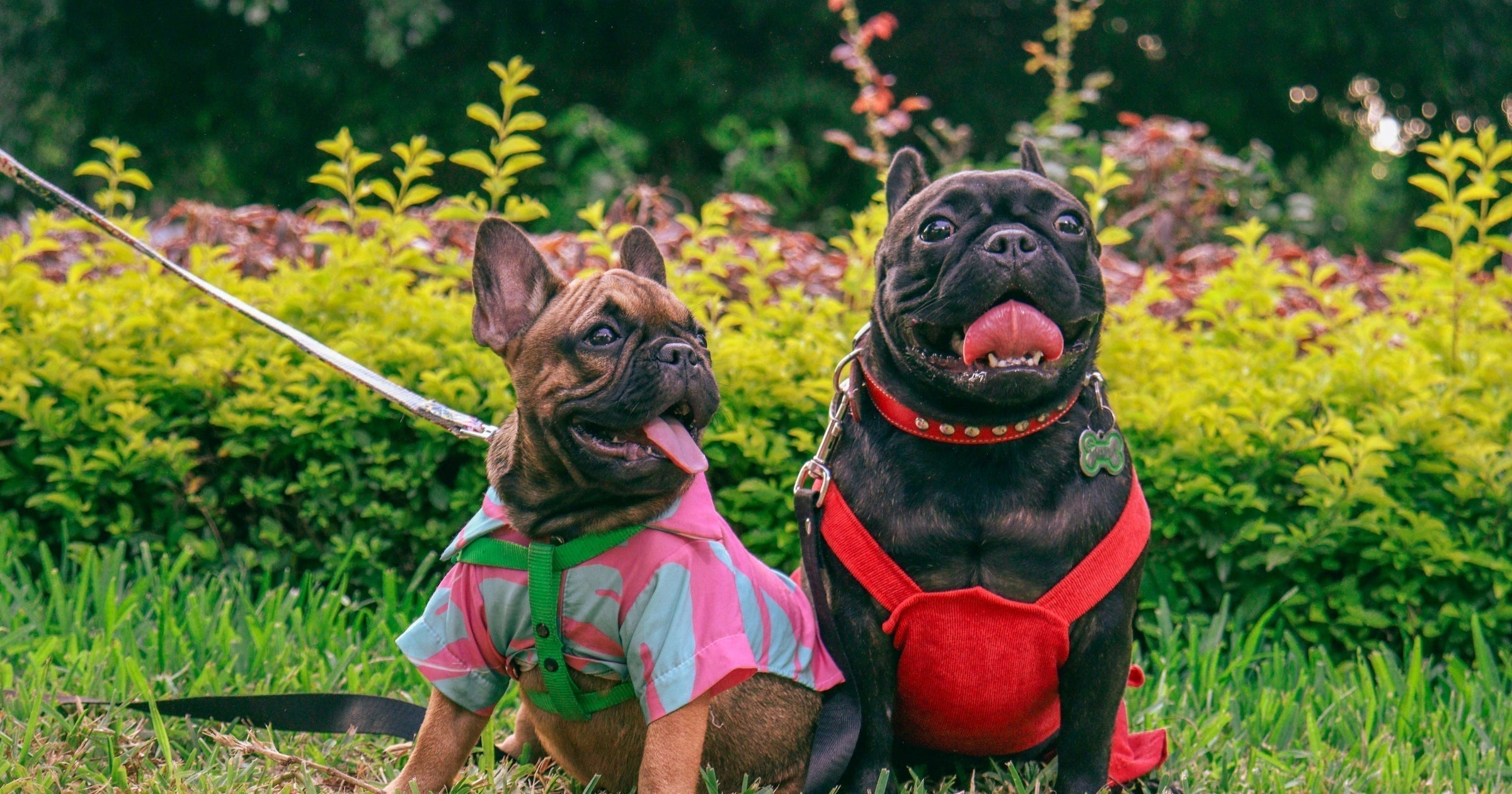 Know Your Bulldog: A Guide to the American, British, French & Aussie Bulldogs