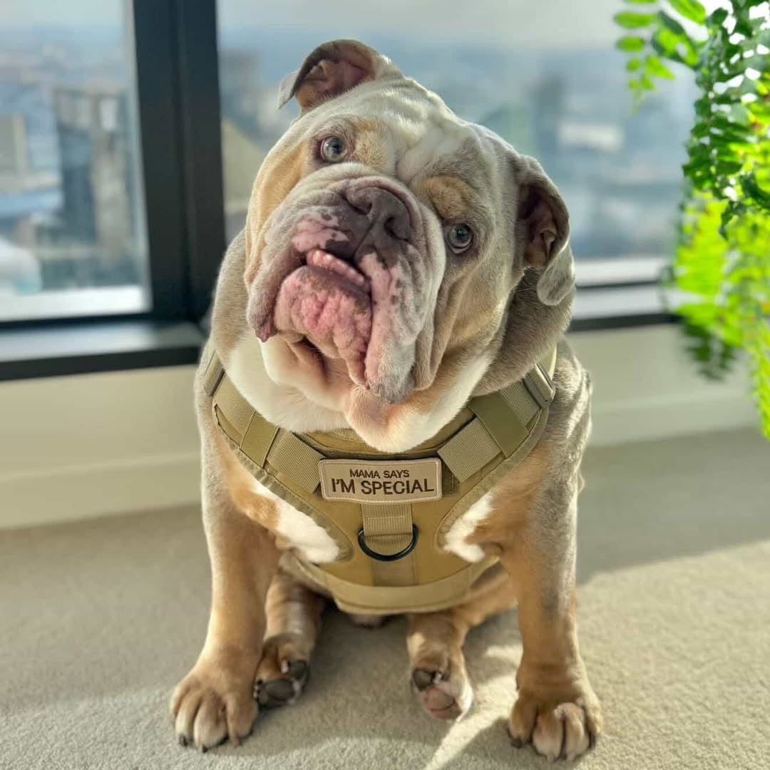 Heavy-Duty Harness Vest