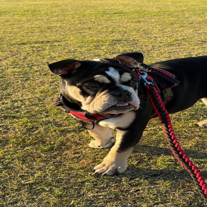 Performance No-Pull Reflective Harness