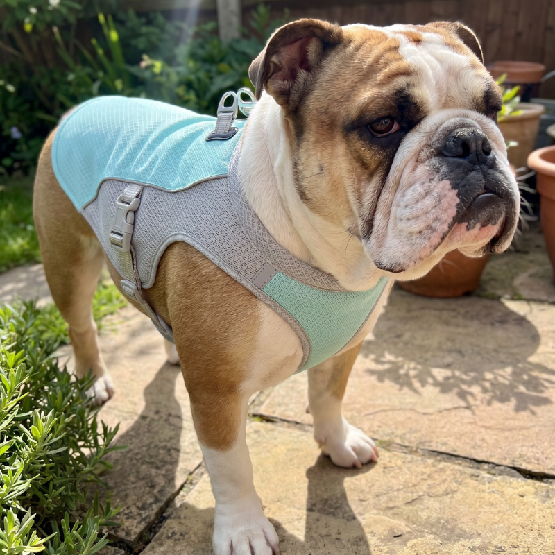Dog Cooling Vest
