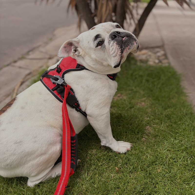 Reflective No-Pull Harness