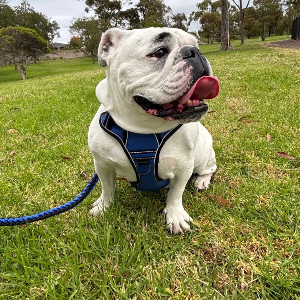 Performance No-Pull Reflective Harness