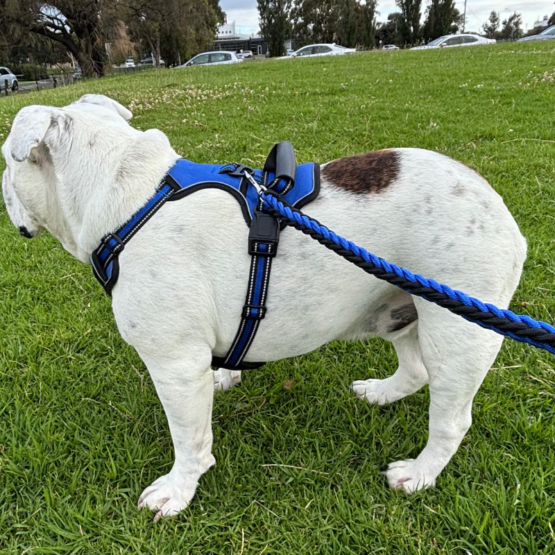 Heavy-Duty Braided Nylon Dog Lead