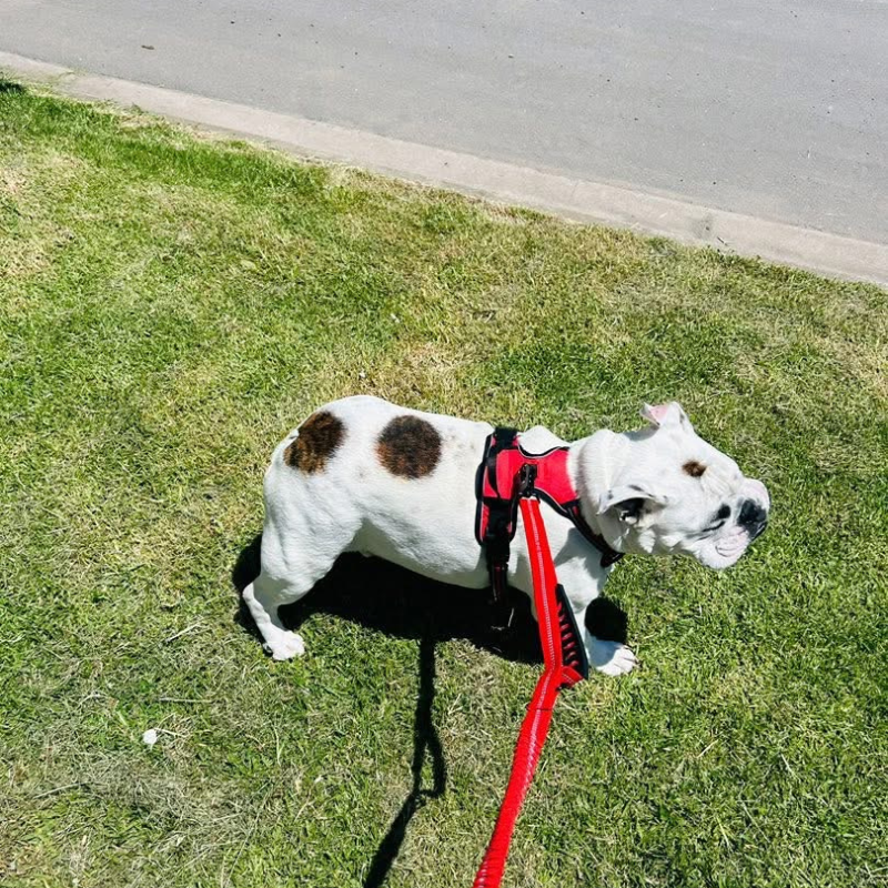 Reflective Shock-Absorbing Dog Lead