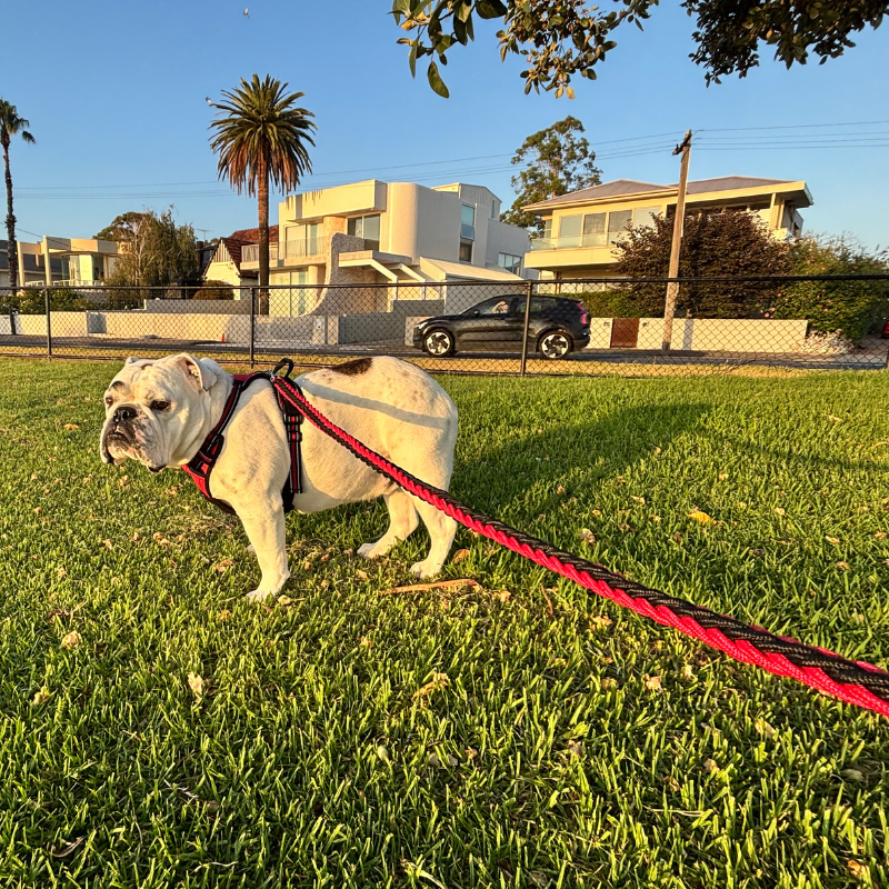Heavy-Duty Braided Nylon Dog Lead