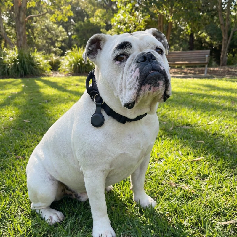 Smart Bluetooth Pet Tracker