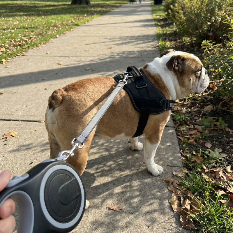 Retractable Dog Lead 5m / 8m