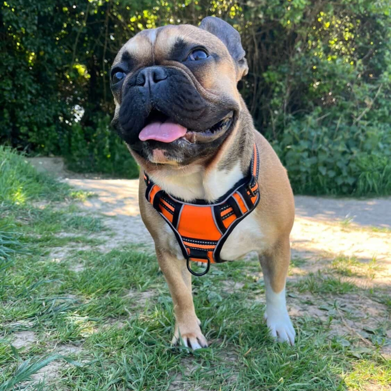 Performance No-Pull Reflective Harness