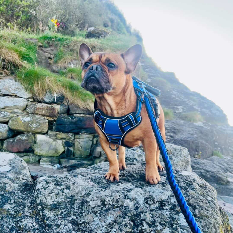 Performance No-Pull Reflective Harness