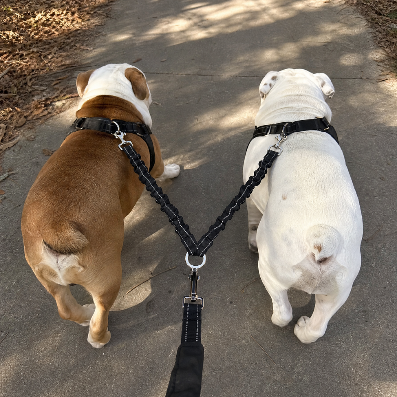 Double Dog Lead Coupler No Tangle Reflective Bungee