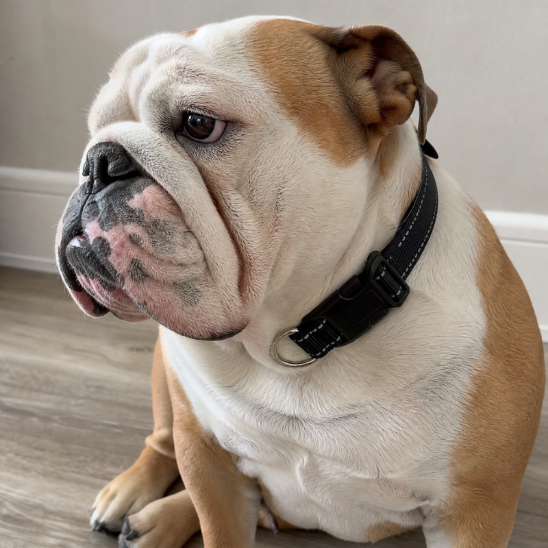 Classic Everyday Dog Collar