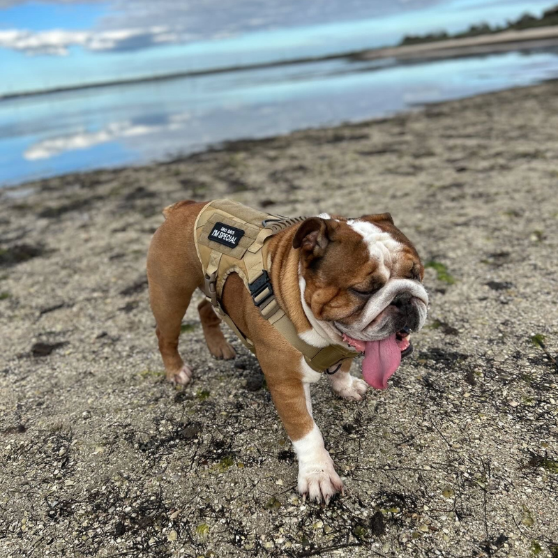 Heavy-Duty Harness