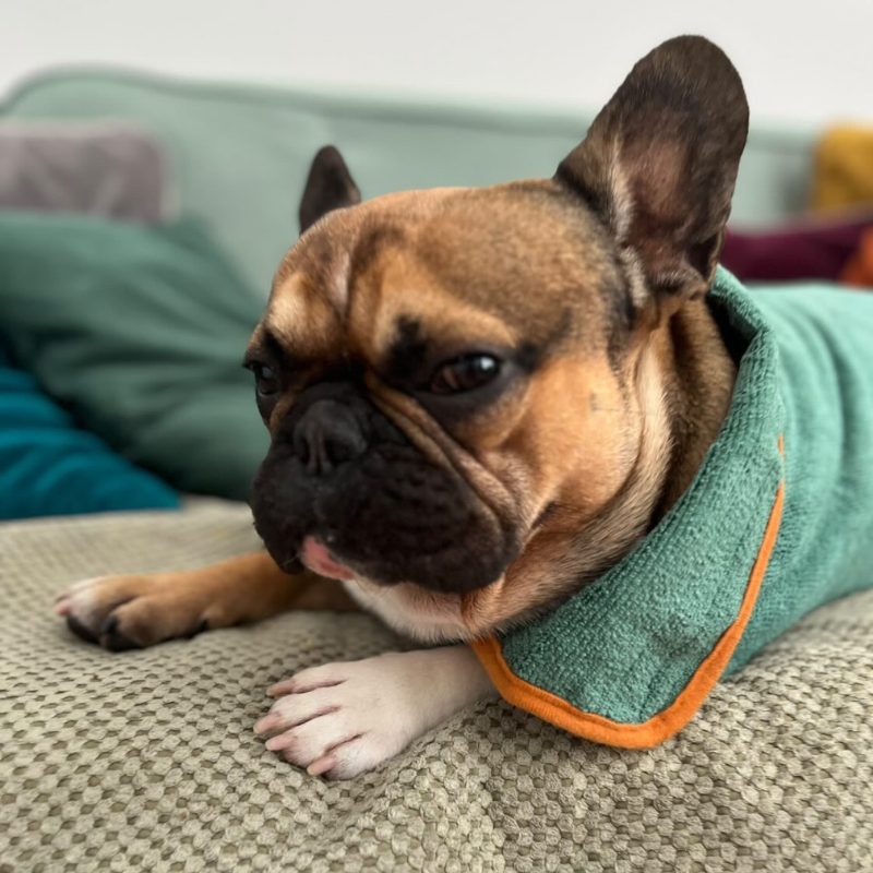 Dog Drying Coat