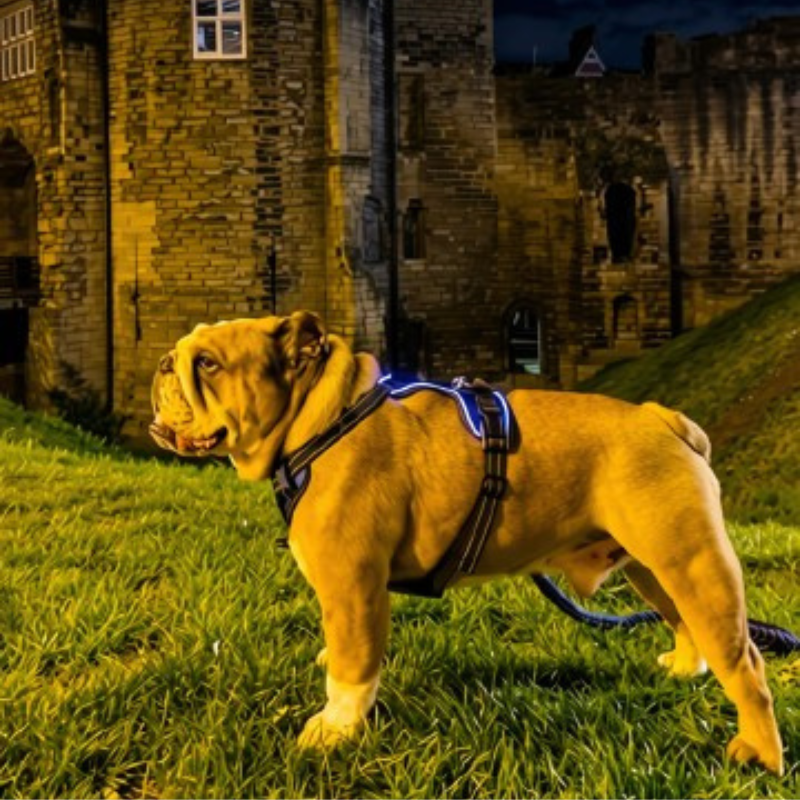 LED Light Up Reflective Harness