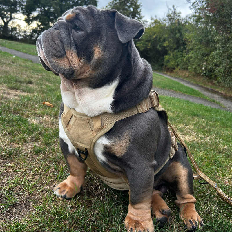 Everyday No Pull Harness
