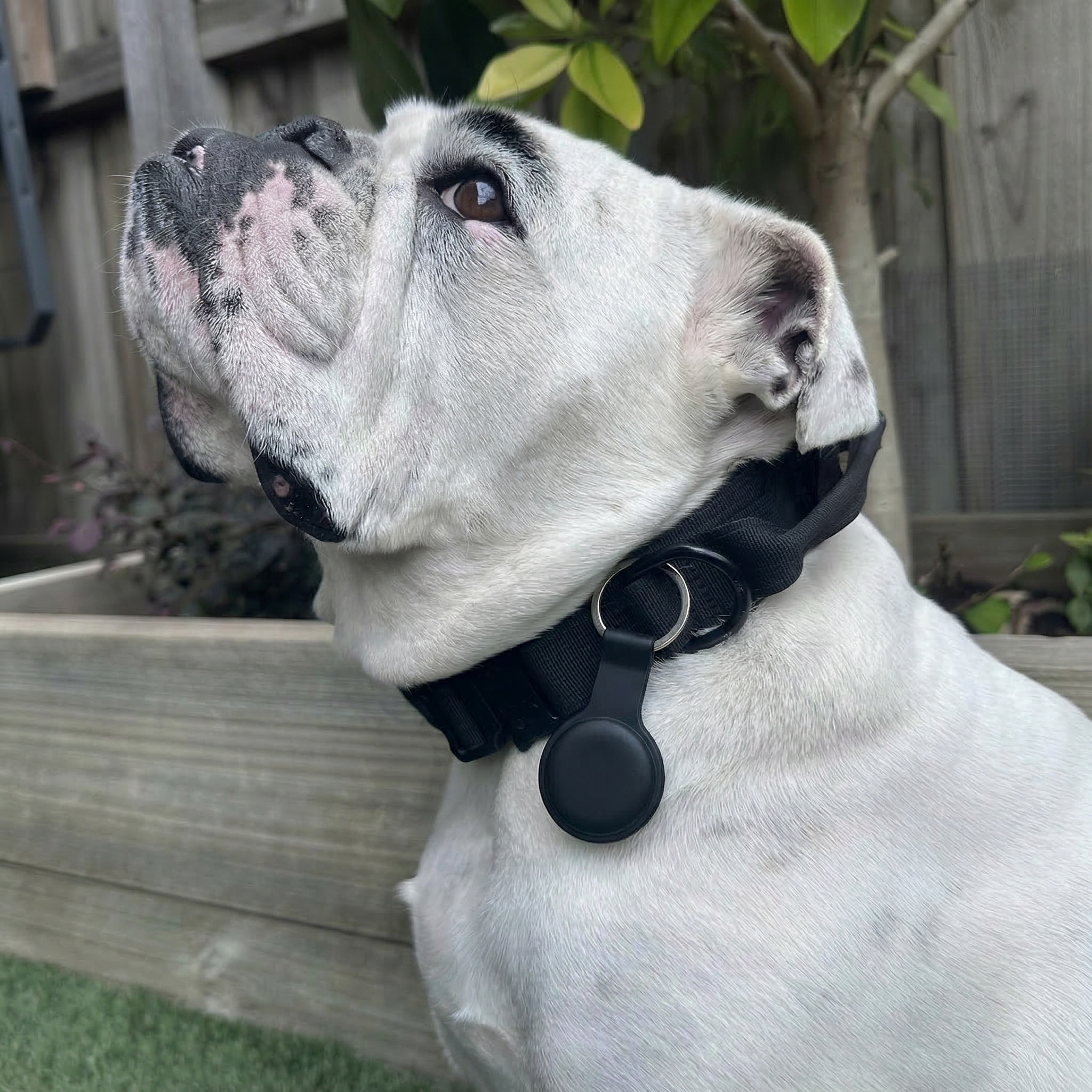 Smart Bluetooth Pet Tracker