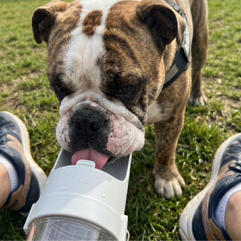 2-in-1 Dog Travel Water Bottle & Bowl