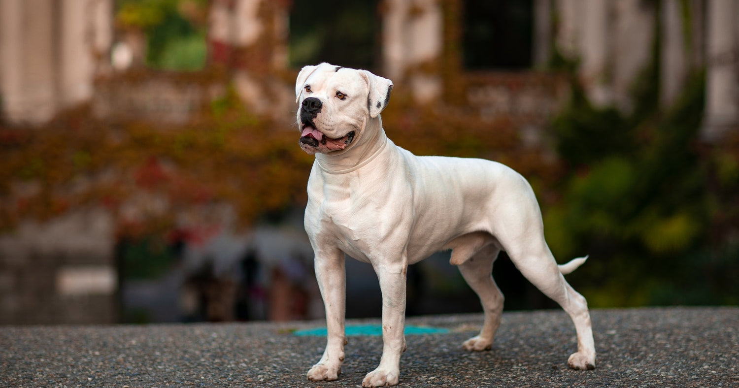 Bulldog Strength & Fitness: Safe Ways to Build Muscle and Endurance