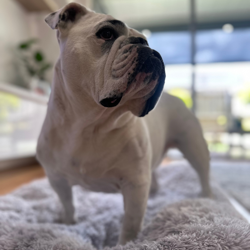 Portable Washable Dog Bed Mat