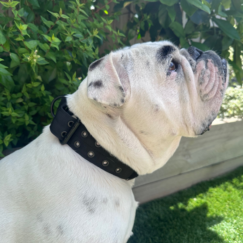 Adjustable Reflective Tactical Dog Collar