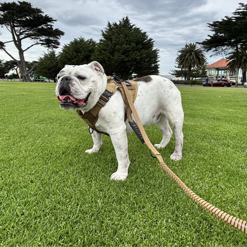 Reflective Shock-Absorbing Dog Lead