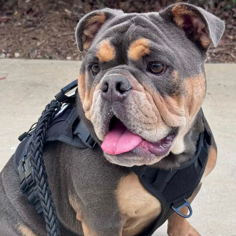 Heavy Duty Tactical No Pull Harness Vest