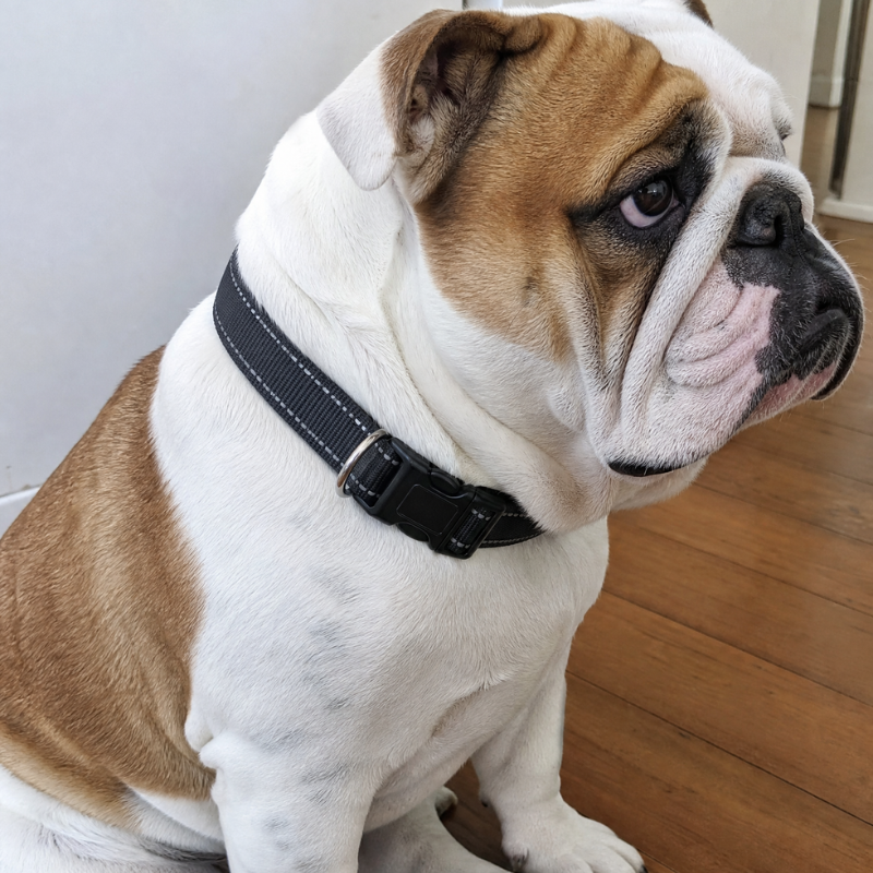 Classic Everyday Dog Collar