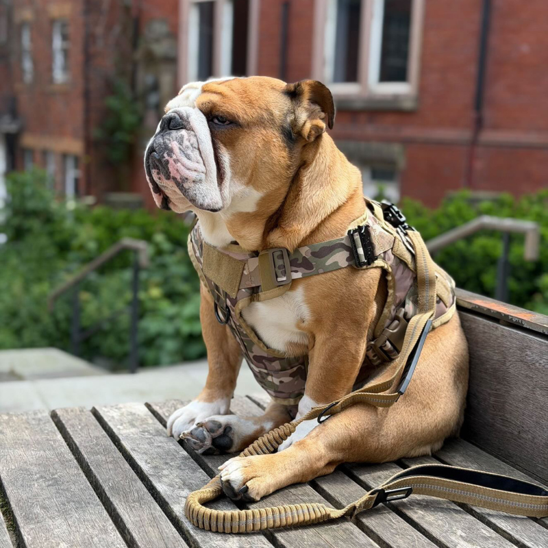 Heavy-Duty Harness