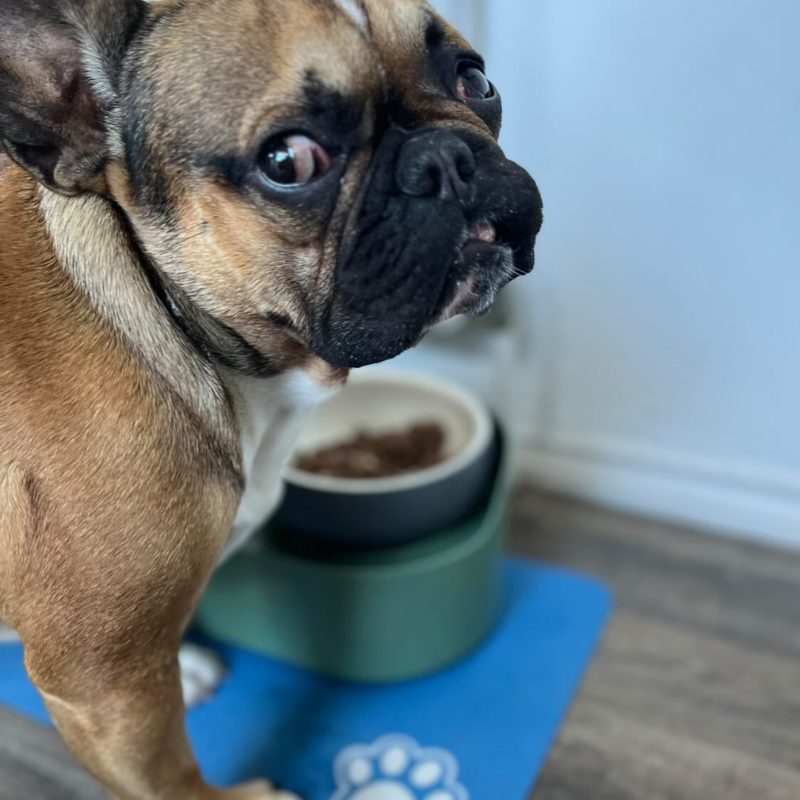 Quick Dry Absorbent Dog Feeding Mat