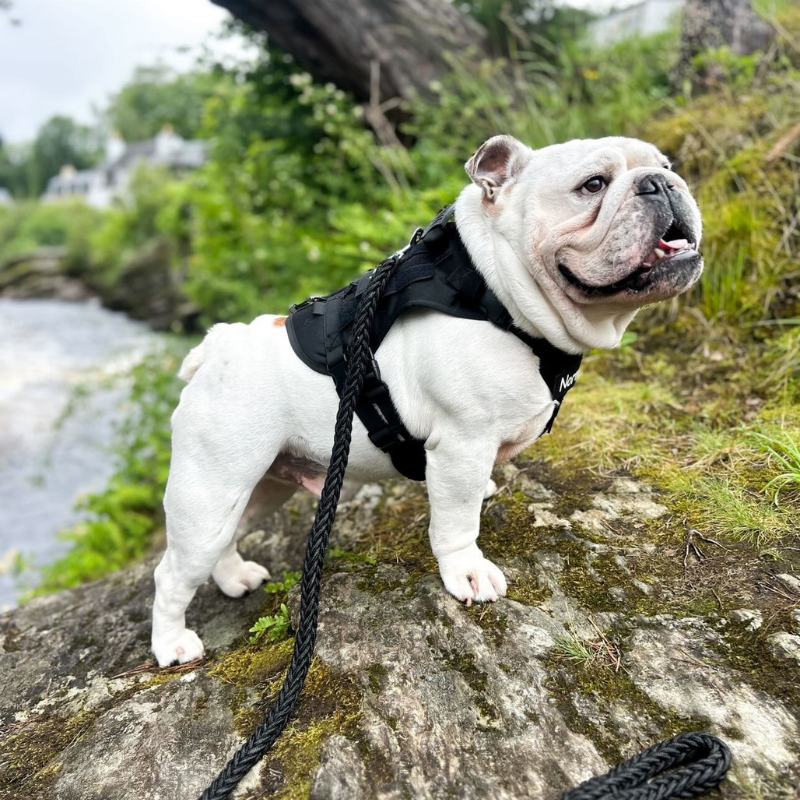 Heavy Duty No Pull Harness