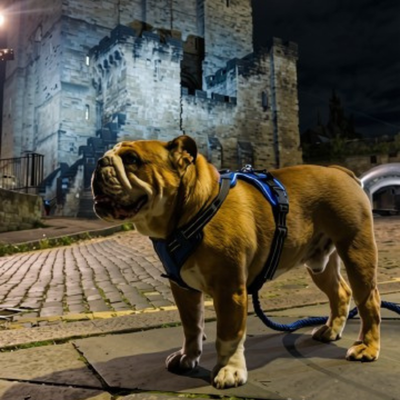 LED Light Up Reflective Harness