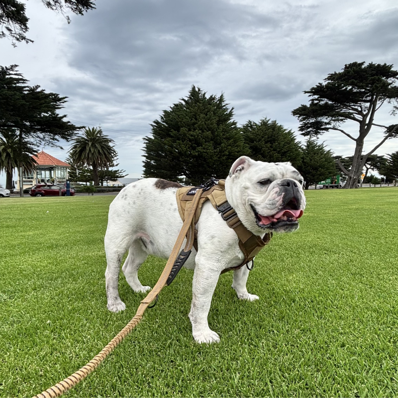 Heavy-Duty Harness Vest