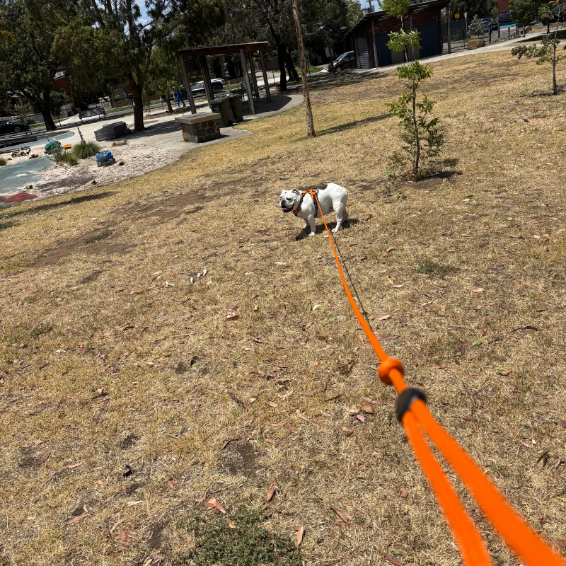 Heavy-Duty Long Dog Lead