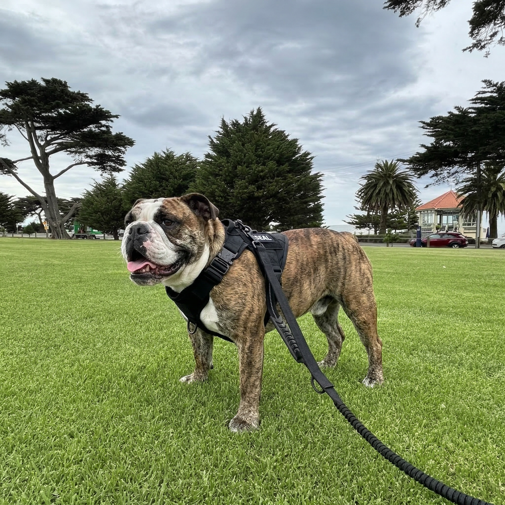 Heavy-Duty Harness Vest