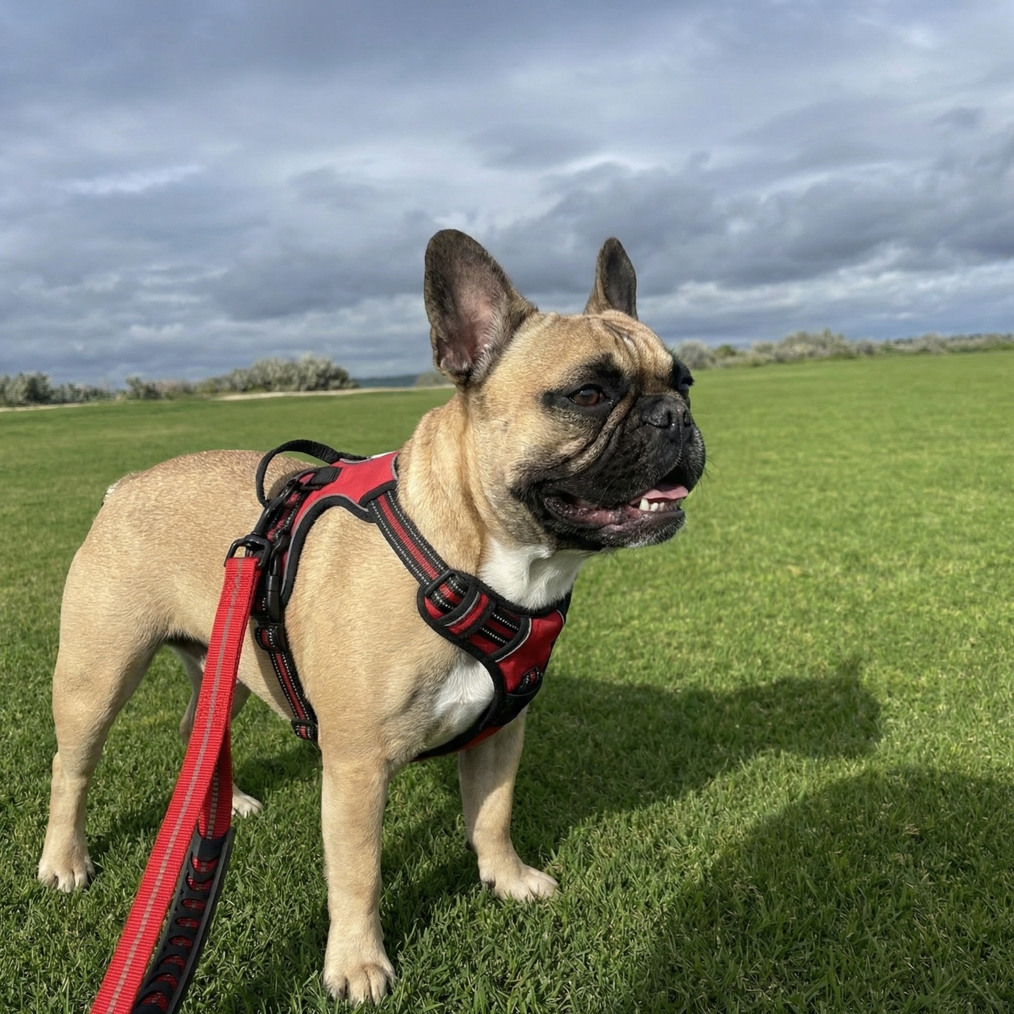 Reflective No-Pull Harness