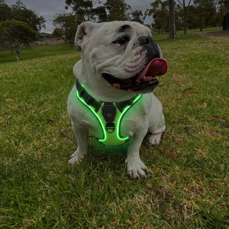 LED Light Up Reflective Harness